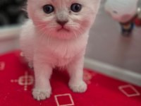 Scottish fold kedilerimiz yeni yuvalarını arıyorlar
