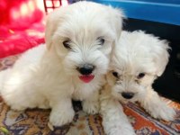 Maltese köpeği yavrular