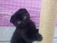 2 aylık scottish fold yavrularımız sahiplerini bekliyor