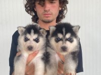 A kalite mavi gözlü husky yavrularımız
