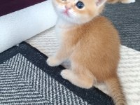 Golden british shorthair muhteşem yavrular