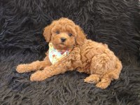 Sevimli Erkek Poodle