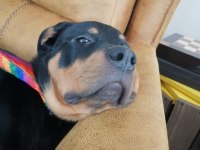 1.5 yaşında dişi rottweiler yuva arıyoruz