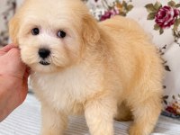 Maltipoo Yavrular