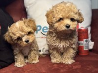 Ankarada ziyarete açık kore maltipoo yavrular