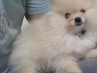 Pomeranian Boo Erkek 2.5 Aylık Surat
