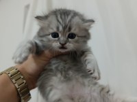 GÜZELLER GÜZELİ BRİTİSH