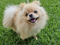 1 yaşında, Erkek Pomeranian BOO