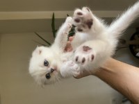 45 günlük scottish fold yavrular iletişime geçebilirsiniz