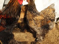 GOLD LACED BRAHMA KULUÇKALIK YUMURTA & CİVCİV