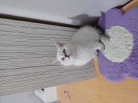 PRENSES KEDİMİZ DEĞERİNİN ALTINDA VERİLECEK