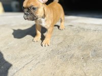 FRENCH BULLDOG BEBEĞİME YENİ YUVA ARIYORUM