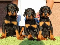 Sceli Irkının En İyisi Doberman Yavrular