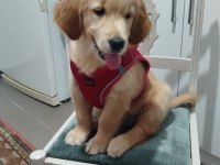 Güzel ve sevecen golden retriever kızımız şila