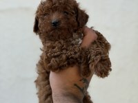 Erkek ve dişi kg garantili toy poodle bebekler