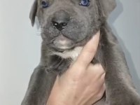 Cane corso yavru köpeklerimiz