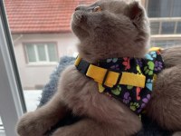 Scottishfold kedime british eş arıyorum