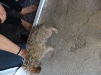 Fino Bi dişi Bi erkek 3 aylık köpeğimiz