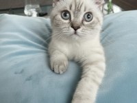 Scottish fold beyaz renk mavi gözlü 3 aylık