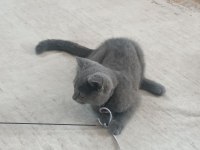 3 aylık british shorthair kedimiz