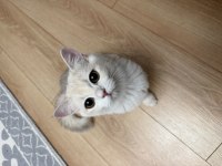 British Shorthair 6 Aylık