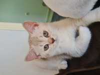 Bursa yavru british shorthair kedisi
