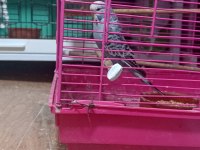8 Aylık Erkek Jumbo Kırması Muhabbet Kuşu