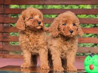 Poodle Çiftliğinden Red Brown Toy Poodle Bebeklerimiz