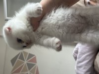 Sevimli sağlıklı scottish fold yavrularımız
