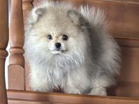 Pomeranian boo köpeğimiz