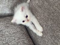 Boncuk gözlü kedimiz