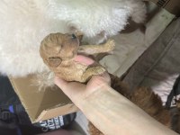 20 günlük toy poodle yavruları