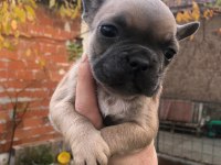Uygun french bulldog yavrularımız yeni yuvasına hazır