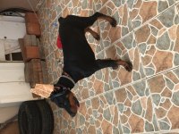 Çok akıllı dost canlısı safkan doberman