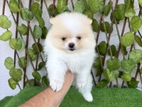 Pomeranian Boo 4 Dişi 1 Erkek