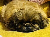 Safkan Çin pekinizi 3 aylık