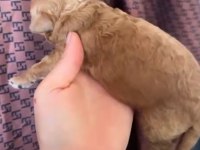 Safkan Toy poodle yavrular