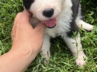 Border collie yavrular