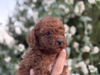 Ruhsatlı Köpek Çiftlinden Red Poodle Yavrular
