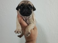 Pug Mobs Bebekler