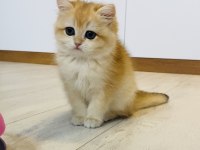 Safkan Ny12 British shorthair