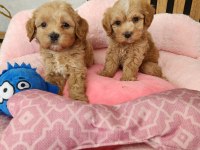 Maltipoo Yavrularımız