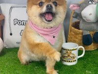 17 aylık dişi orijinal kızanda pomeranian