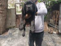 FCI/KIF A Class Şecereli Show kalitede cane corso yavrular