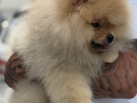ÜST DÜZEY SHOW KALİTE POMERANİAN BOO