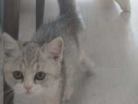 2,5 aylık british shorthair