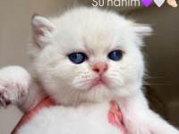 Erkek british longhair kedim