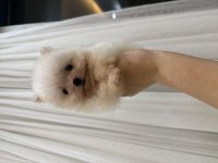 Pomeranian Teddy Bear Boo