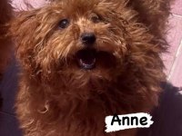 Safkan kore teacup toy poodle