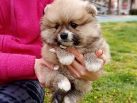 Pomeranian spitz yavruları